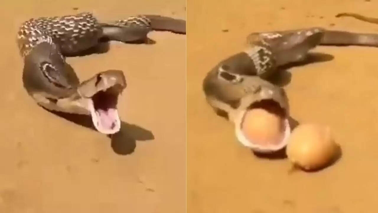 सांप का अंडे उगलने वाला वीडियो हुआ वायरल, देखिए हैरान कर देने वाला नजारा