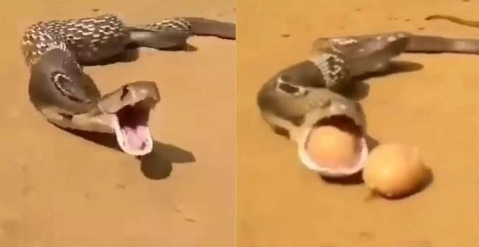 सांप का अंडे उगलने वाला वीडियो हुआ वायरल, देखिए हैरान कर देने वाला नजारा
