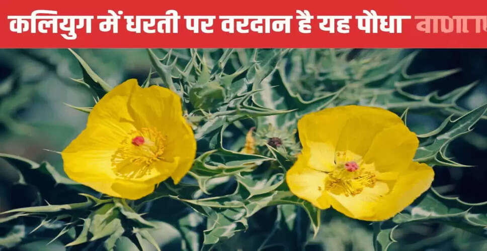 सत्यानाशी पौधे के अद्भुत औषधीय गुण और स्वास्थ्य लाभ