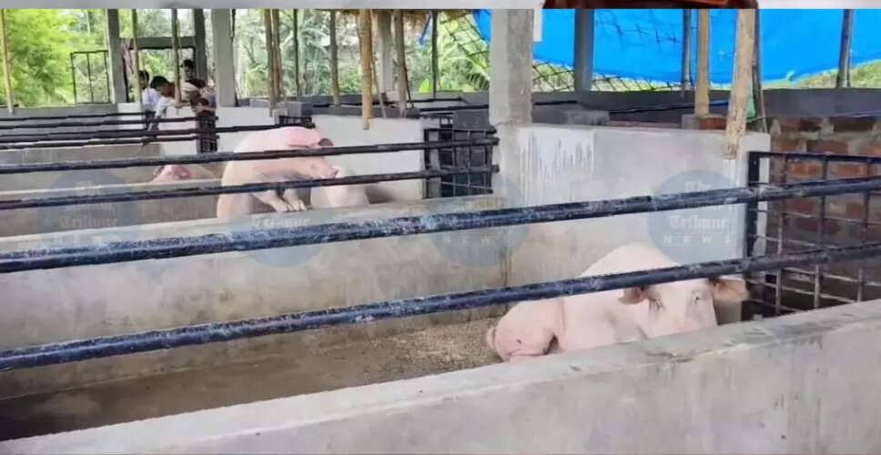 जोरहाट में सूअर पालन करने वालों की चिंताएँ: अवैध आपूर्ति पर रोक की मांग