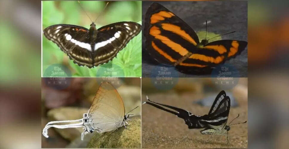 लाखिमपुर में बटरफ्लाई वॉक: 70 से अधिक अद्भुत प्रजातियों की खोज