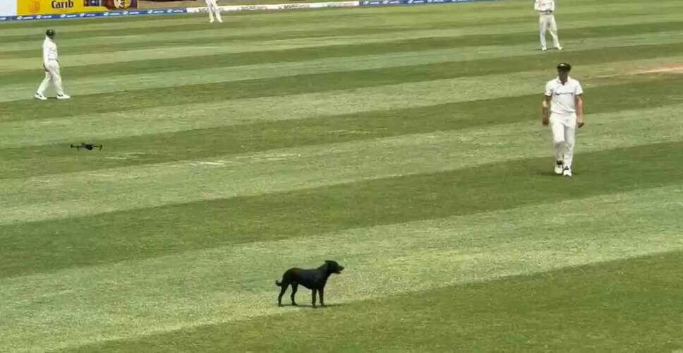 क्रीड़ा मैदान पर कुत्ते की अनोखी एंट्री, ड्रोन से हटाया गया