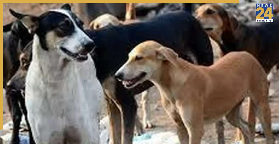 राजस्थान के उदयपुर में 5 वर्षीय बच्चे पर कुत्तों का हमला, पिता ने सुप्रीम कोर्ट के निर्देश का समर्थन किया