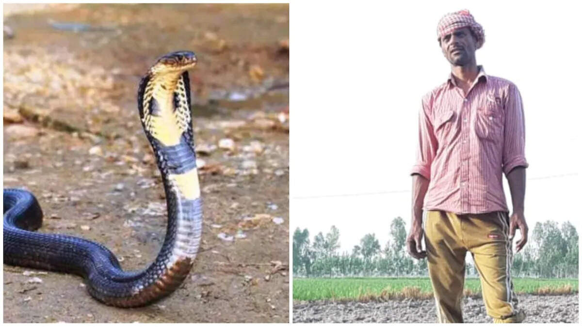 उत्तर प्रदेश में किसान और नागिन के बीच अद्भुत दुश्मनी