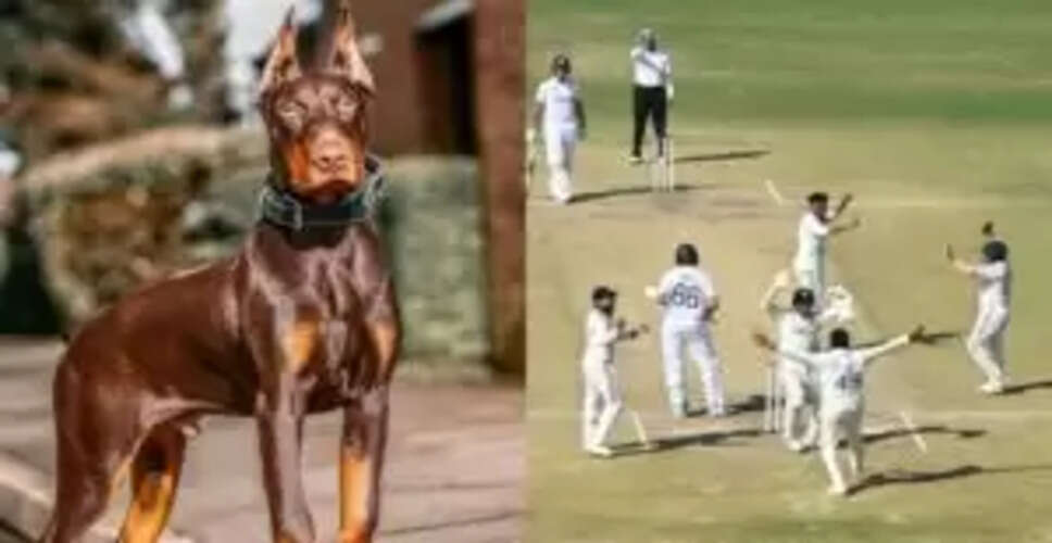 टीम इंडिया की लीड्स टेस्ट में हार पर डोबरमैन कुत्ते की तुलना का विवाद