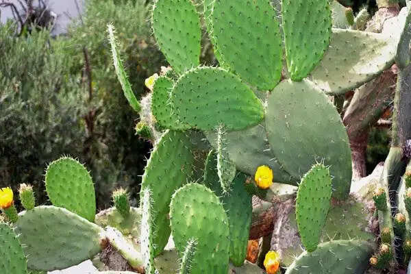 धरती के अद्भुत मांसाहारी पौधे: जानें उनके अनोखे गुण