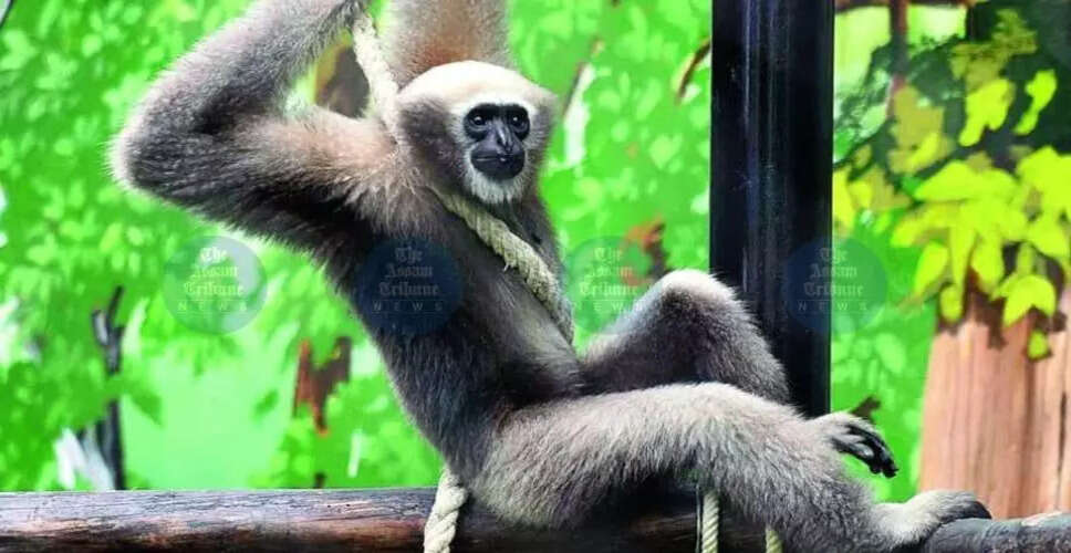 हूलॉक गिबन्स के संरक्षण के लिए नई पहलों की शुरुआत