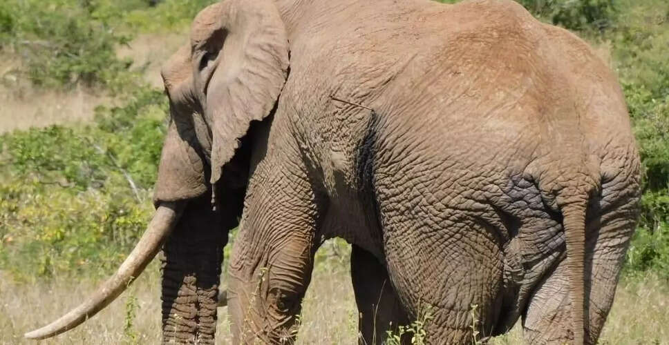 झारखंड में हाथियों के हमले में तीन लोगों की मौत