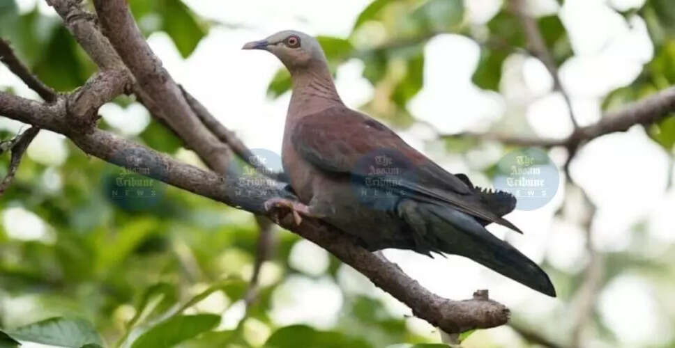 असम के देहिंग पटkai में दुर्लभ पेल-कैप्ड पिजन की खोज