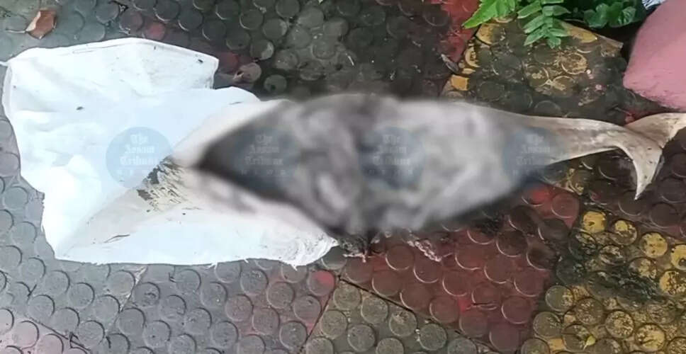 बोको में दुर्लभ नदी डॉल्फिन की मौत से बढ़ी चिंता