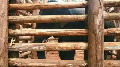 मनुष्यों के साथ संघर्ष को कम करने के लिए हाथियों को पकड़ रहा केरल वन विभाग