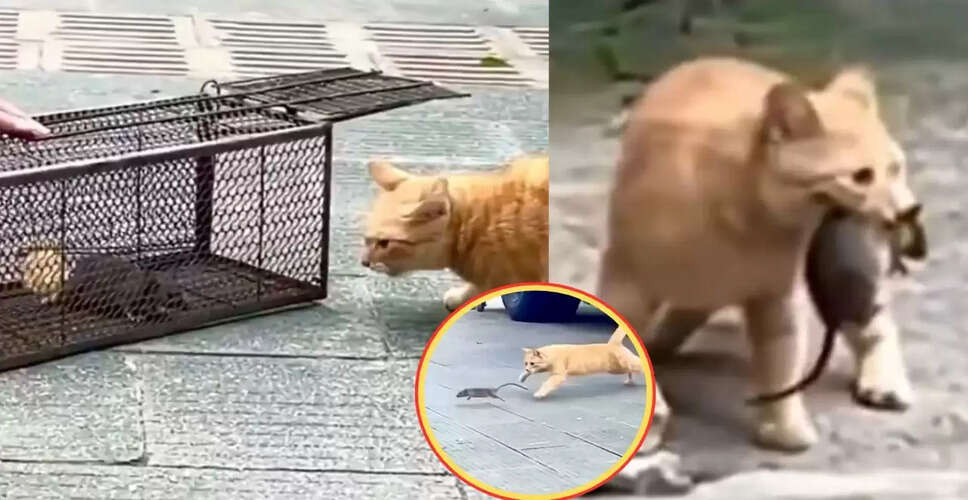 बिल्ली और चूहे का दिलचस्प खेल: वायरल वीडियो में देखें रोमांच
