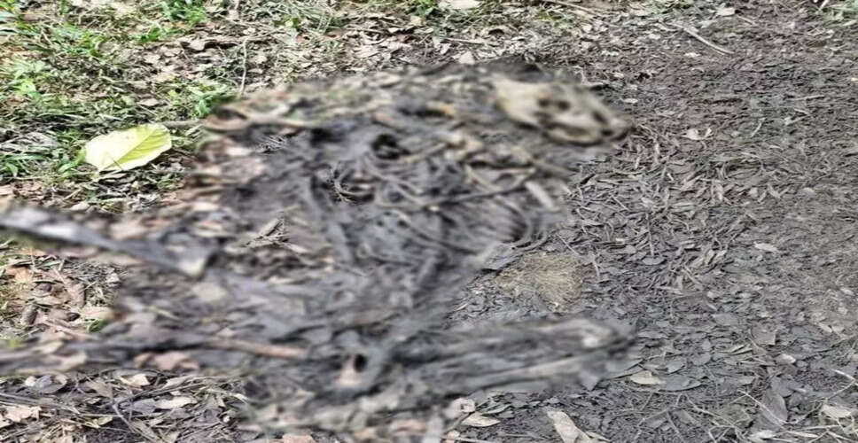 काजीरंगा नेशनल पार्क में बाघ के शव की खोज से बढ़ी चिंताएँ