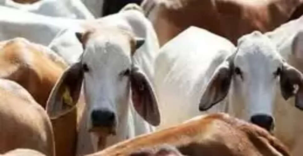 राजस्थान में पशुपालन विभाग की लापरवाही से लाखों पशुओं को खतरा