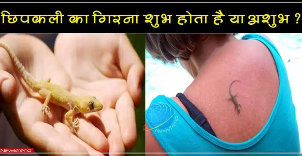 छिपकली के गिरने के संकेत: जानें शुभ और अशुभ मान्यताएं