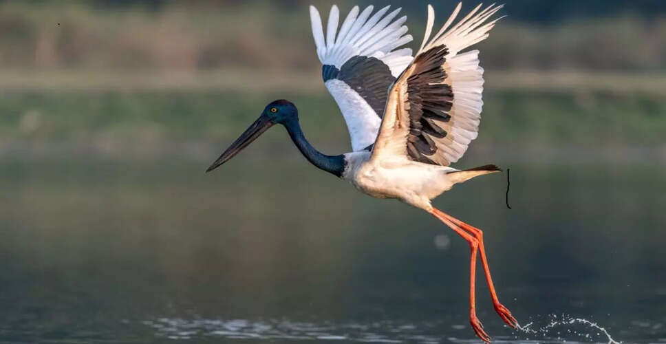 काजीरंगा में पक्षियों की नई प्रजातियों का सर्वेक्षण: संरक्षण की दिशा में एक और कदम