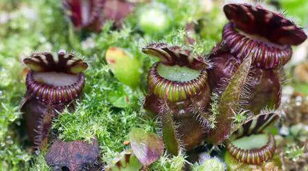 धरती के अद्भुत मांसाहारी पौधे: जानें उनके अनोखे गुण