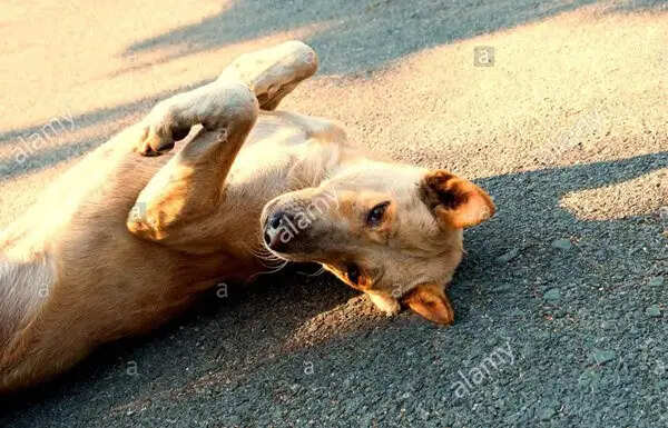 कुत्तों की अद्भुत हरकतें और उनका अर्थ