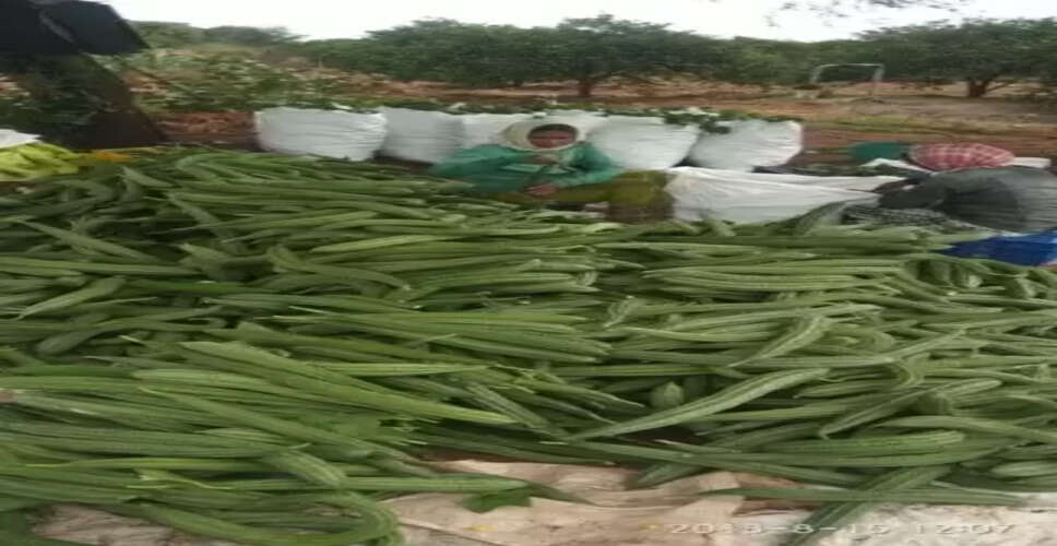 विटामिन, फाइबर से भरपूर तोरई में छिपा है सेहत का राज, होते है गजब के फायदे