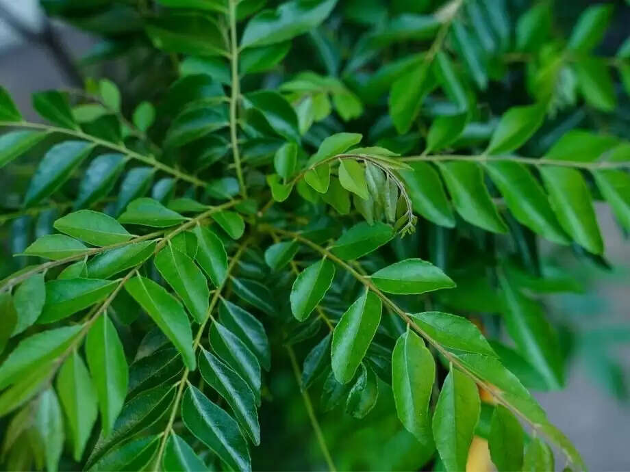 कढ़ी पत्ते के पानी के अद्भुत स्वास्थ्य लाभ
