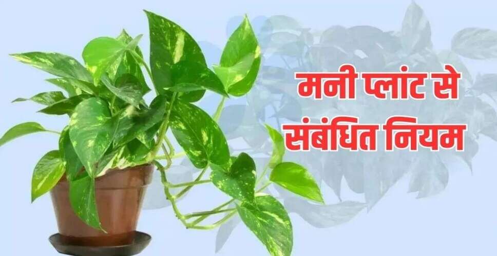 मनी प्लांट लगाने के सही तरीके और इसके लाभ