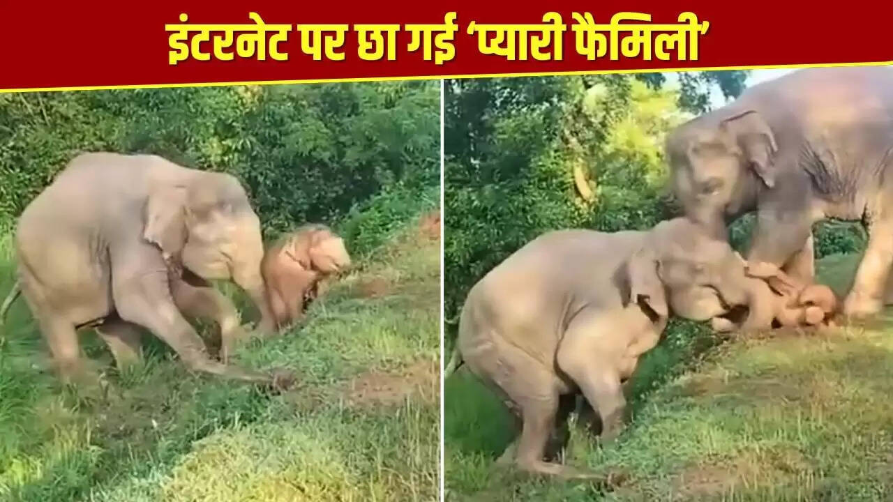 हाथी के नन्हे बच्चे को बचाने की मां की अनोखी कोशिश का वीडियो हुआ वायरल