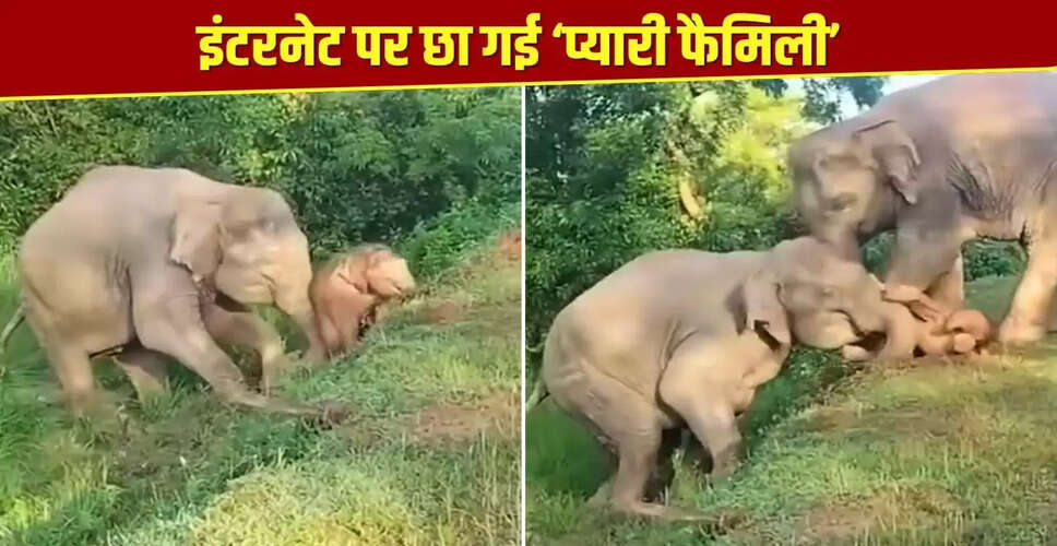हाथी के नन्हे बच्चे को बचाने की मां की अनोखी कोशिश का वीडियो हुआ वायरल