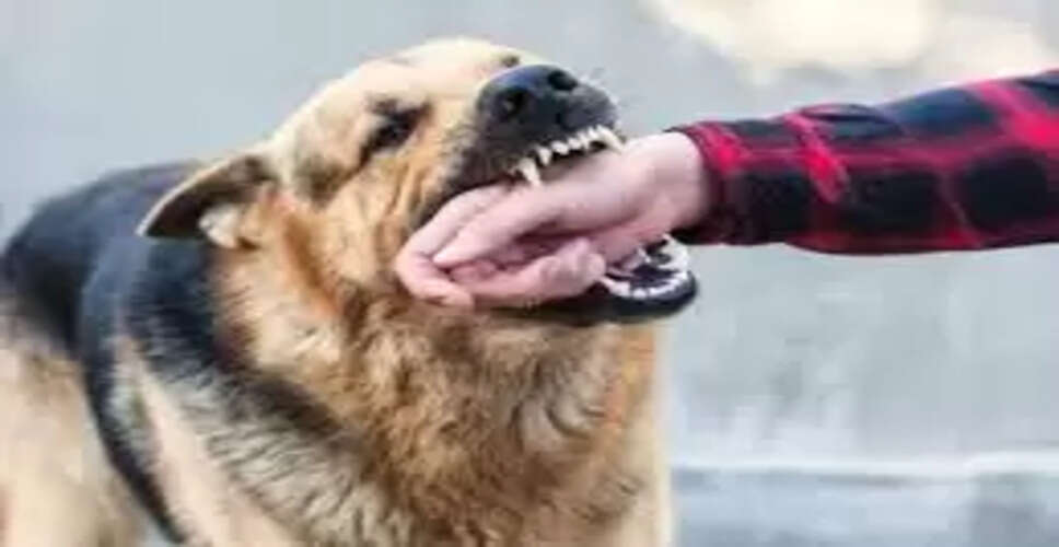 जयपुर में कुत्तों के काटने की घटनाओं में तेजी: 36% की वृद्धि