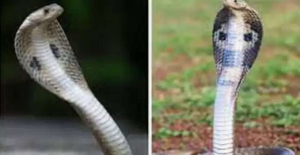 सांपों की पहचान: जहरीले और गैर-जहरीले सांपों के बीच अंतर जानें