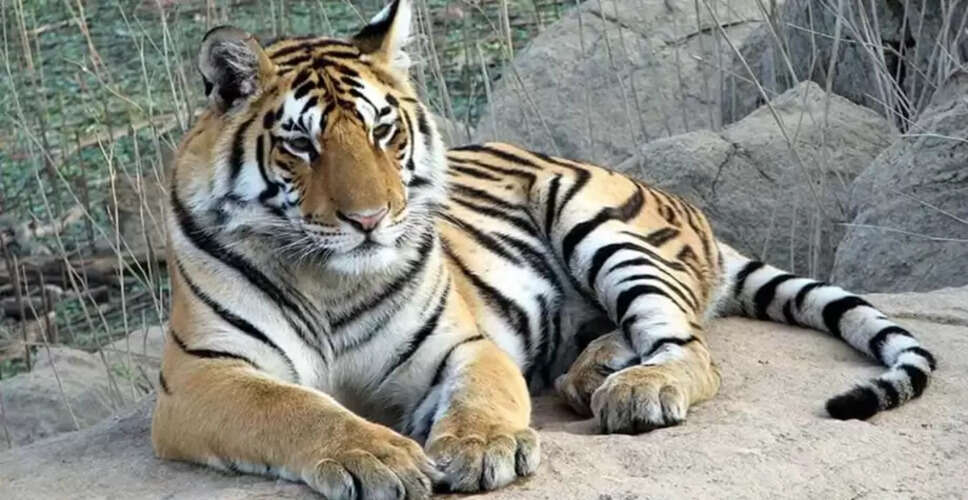 मध्य प्रदेश: बाघों का राज्य और वन्यजीव प्रेमियों का स्वर्ग