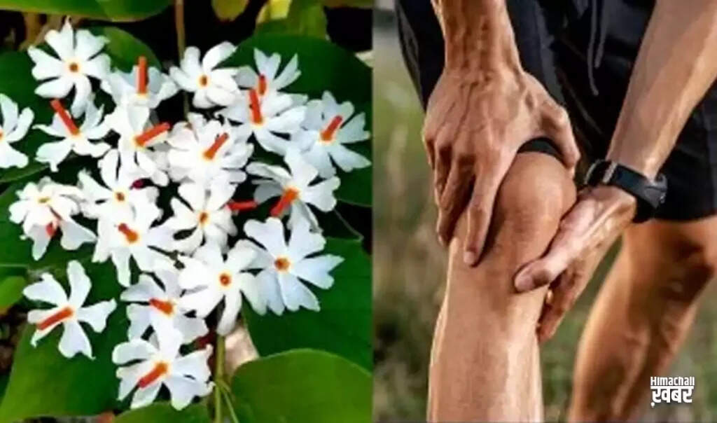 जोड़ों के दर्द से राहत पाने के लिए आयुर्वेदिक उपाय