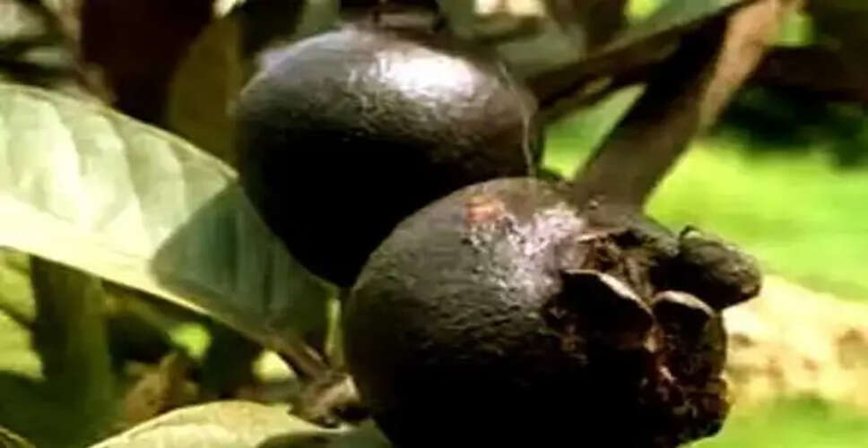 काले अमरूद की बढ़ती मांग: रीवा में अनोखी फसल