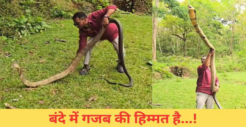 खतरनाक किंग कोबरा के साथ युवक का हैरतअंगेज़ स्टंट, देखें वायरल वीडियो
