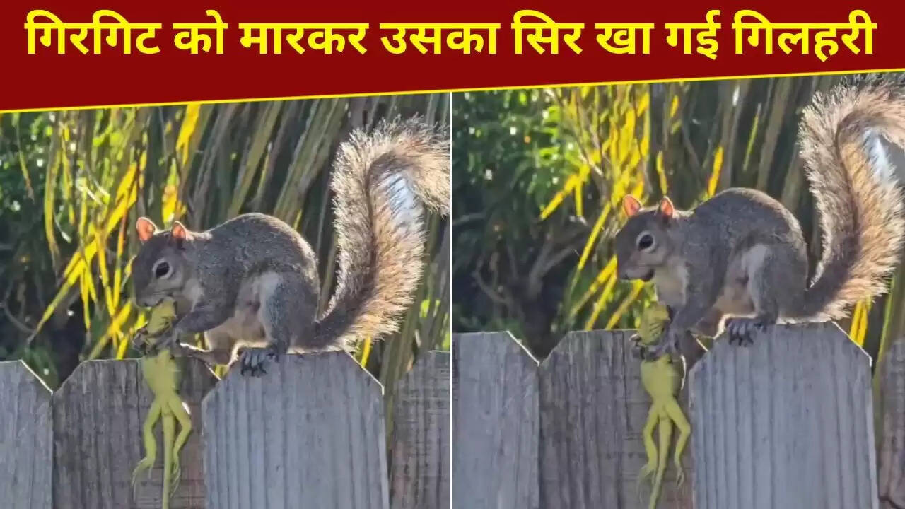 गिलहरी ने गिरगिट को मारकर खाया, वायरल वीडियो ने सबको चौंकाया