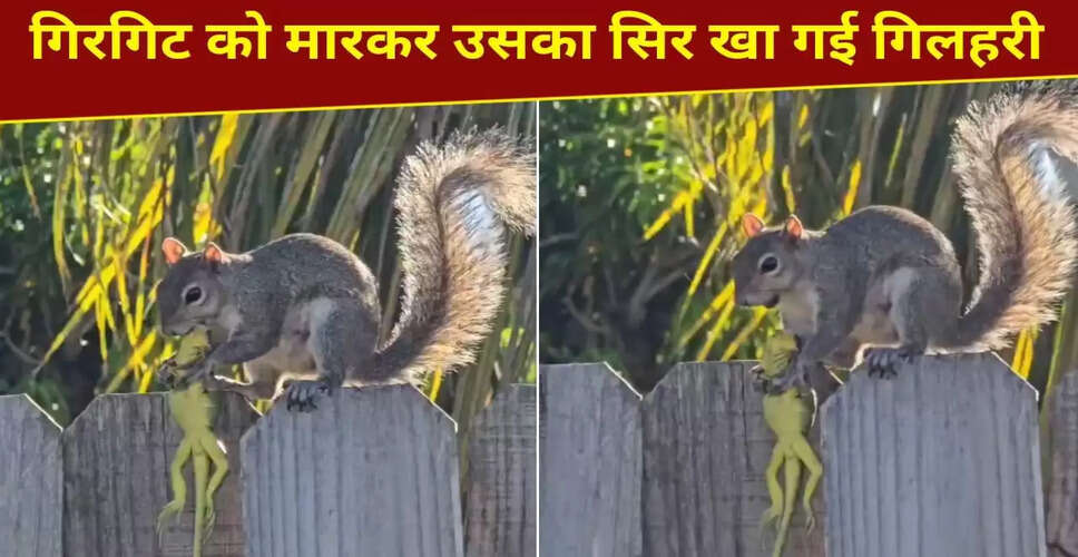 गिलहरी ने गिरगिट को मारकर खाया, वायरल वीडियो ने सबको चौंकाया