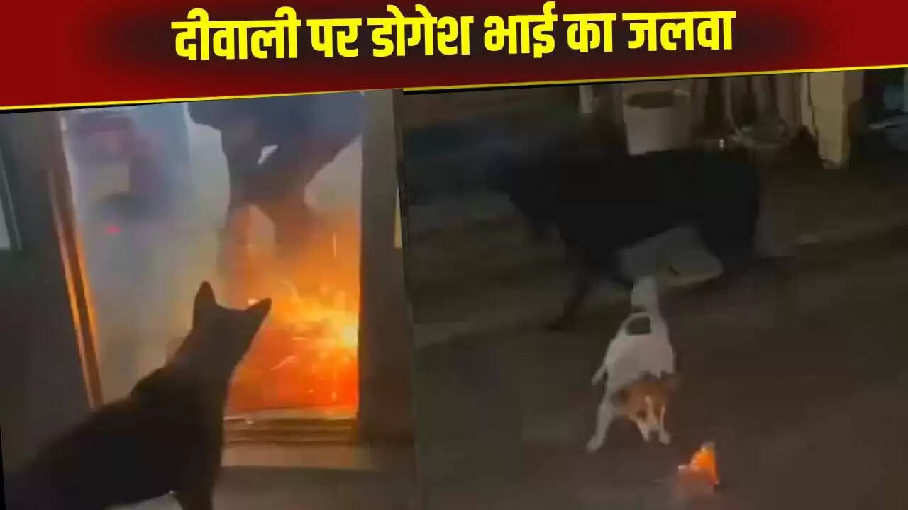 डोगेश भाई का दिवाली वीडियो: कुत्ते की शरारत ने इंटरनेट पर मचाई धूम