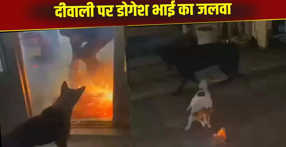 डोगेश भाई का दिवाली वीडियो: कुत्ते की शरारत ने इंटरनेट पर मचाई धूम