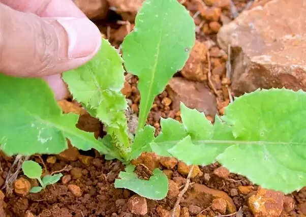 आयुर्वेदिक उपाय: पाथरी से पिघलाएं शरीर की गांठें