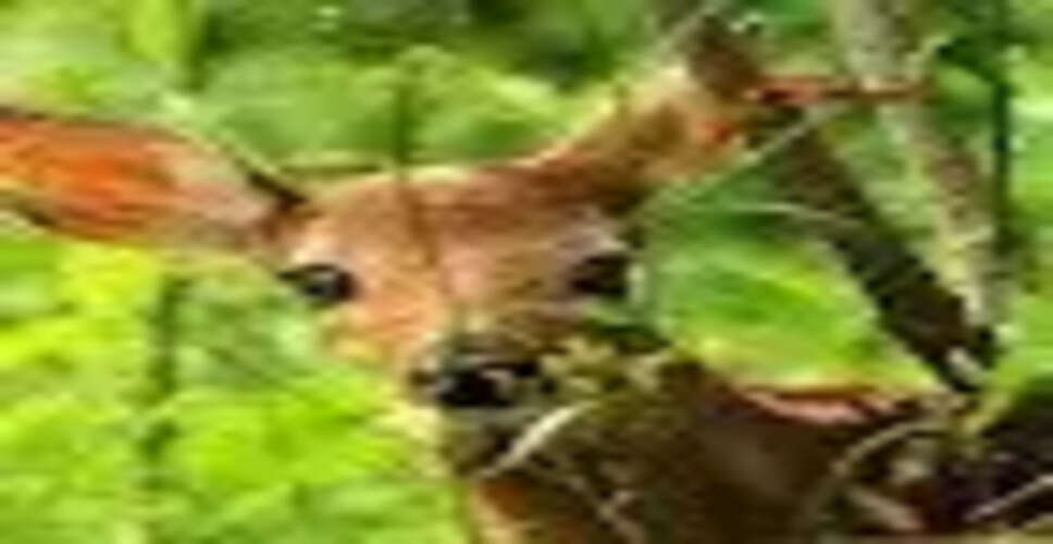 दिल्ली के डियर पार्क में हिरणों के ट्रांसलोकेशन पर विरोध प्रदर्शन