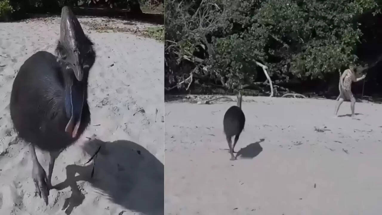 दुनिया का सबसे खतरनाक पक्षी: कैसोवरी का एक लड़की का पीछा करने वाला वीडियो वायरल