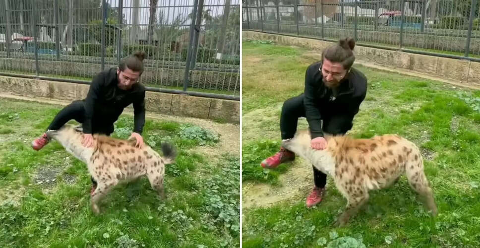 खूंखार लकड़बग्घे के साथ यूट्यूबर का खतरनाक खेल, वीडियो हुआ वायरल