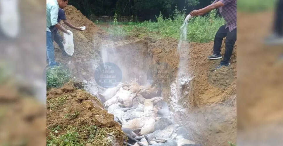 डिब्रूगढ़ में अफ्रीकी स्वाइन बुखार का प्रकोप, प्रशासन ने जारी किया हाई अलर्ट