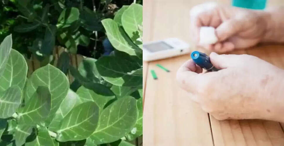 क्या आंक के पत्ते से नियंत्रित हो सकता है मधुमेह?