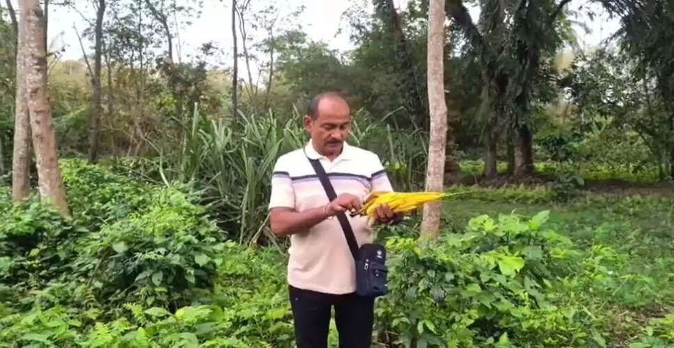 नालबाड़ी का केटकी फूल: परंपरा और संरक्षण की कहानी