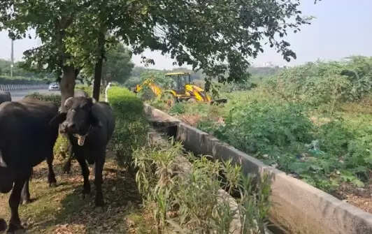 नोएडा में महिला हत्या का मामला: प्रेमी ने किया हत्या, शव के टुकड़े किए