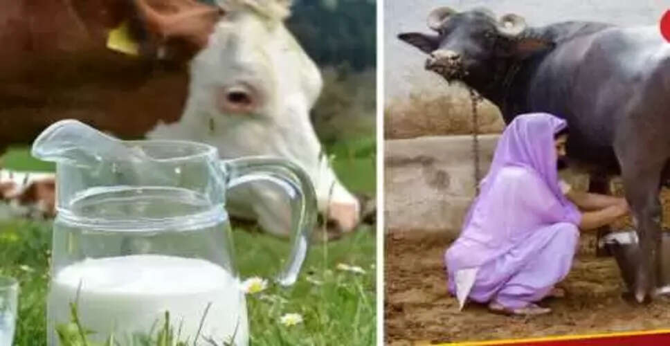 गाय का दूध बनाम भैंस का दूध: कौन सा है स्वास्थ्य के लिए बेहतर?