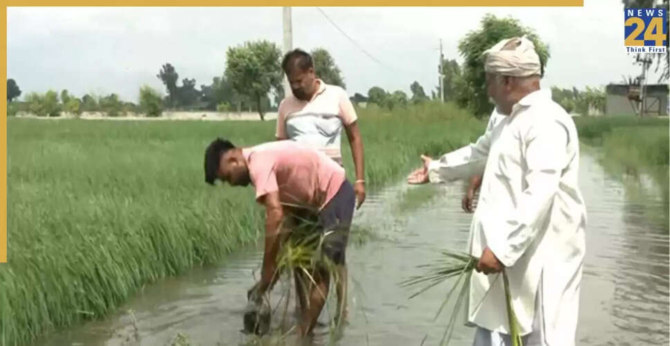 पंजाब में बाढ़ से प्रभावित किसानों की फसलें बर्बाद, राहत केंद्र स्थापित
