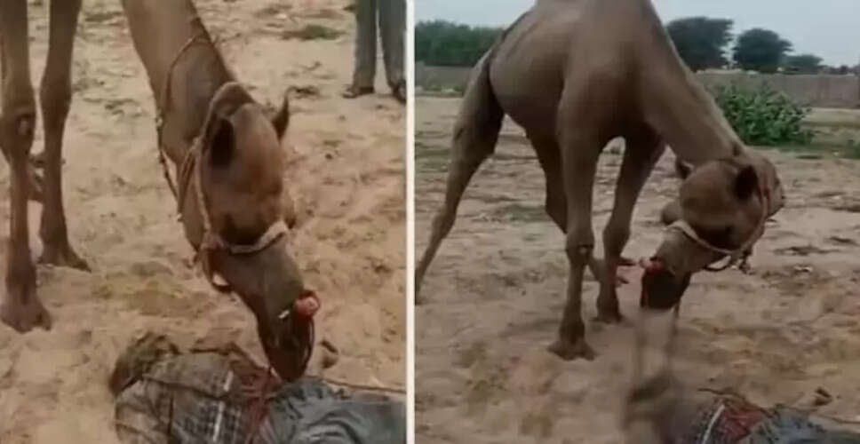 राजस्थान में ऊंट के हमले से किसान की दुखद मौत