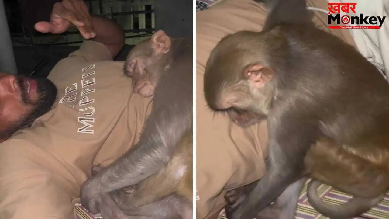 बंदर के साथ सोते युवक का मजेदार वीडियो हुआ वायरल