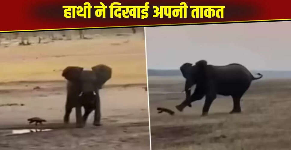 हाथी और हनी बेजर की अद्भुत लड़ाई का वायरल वीडियो